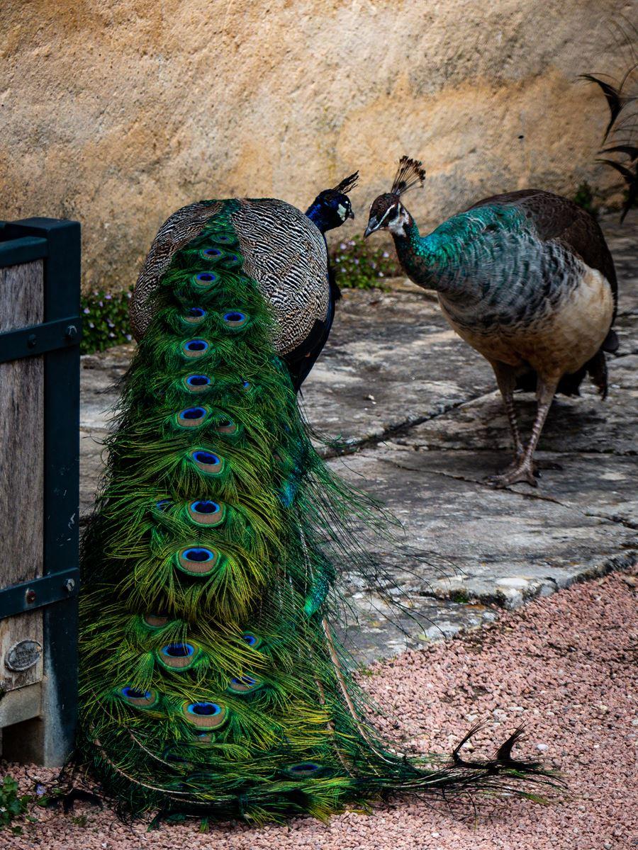 Paon dans les jardins de Marqueyssac
