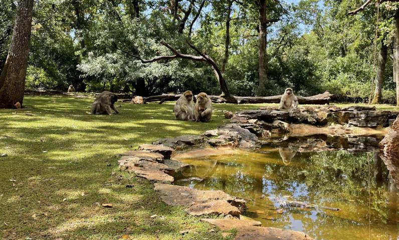 Singes dans la forêt des singes
